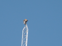 Geranoaetus polyosoma