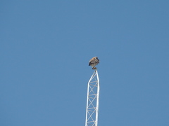 Geranoaetus polyosoma