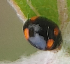 Brachiacantha quadripunctata