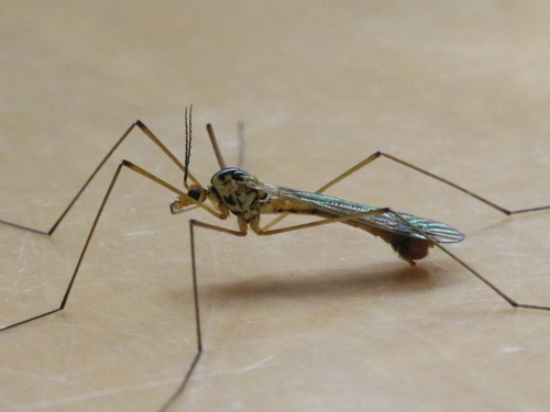 Nephrotoma beckeri