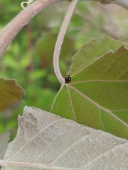 Brachiacantha quadripunctata