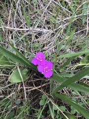 Tradescantia tharpii
