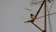 Falco sparverius