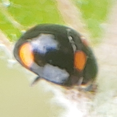 Brachiacantha quadripunctata