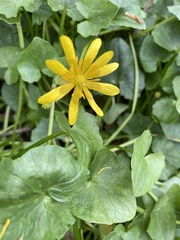 Ficaria verna