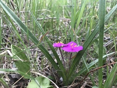 Tradescantia tharpii