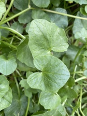 Ficaria verna