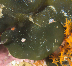 Gibberula dulcis