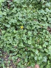 Ficaria verna