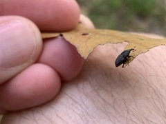 Sphenophorus inaequalis