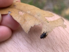 Sphenophorus inaequalis