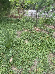 Ficaria verna