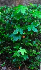 Liquidambar styraciflua