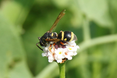 Stenodynerus propinquus