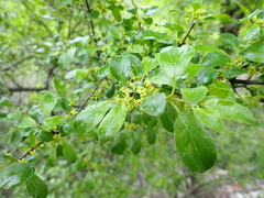 Rhamnus saxatilis