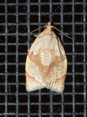 Adoxophyes negundana