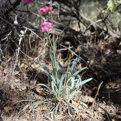 Penstemon confusus