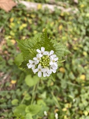 Alliaria petiolata