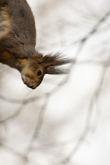 Sciurus vulgaris