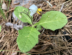 Solanum pumilum