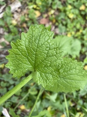 Alliaria petiolata