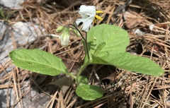 Solanum pumilum