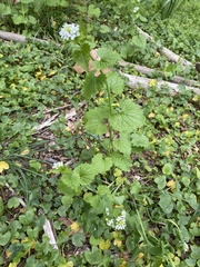 Alliaria petiolata