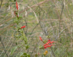 Salvia haenkei