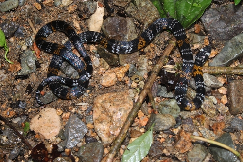 Photo of a Elegant Coral Snake (Micrurus elegans)