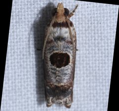 Episimus augmentana
