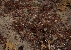 Leptosiphon pygmaeus