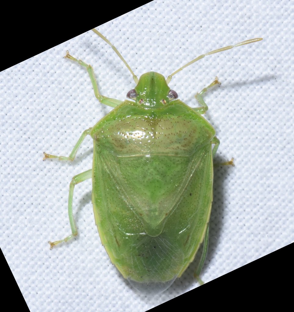 Banasa herbacea