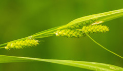 Carex conoidea