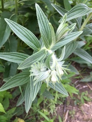 Lithospermum bejariense