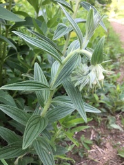 Lithospermum bejariense