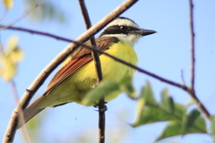 Pitangus sulphuratus