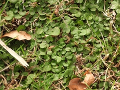Dichondra microcalyx