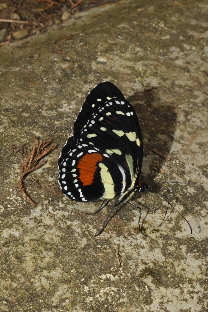 Elzunia bomplandii