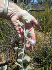 Malacothamnus fremontii