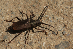 Scatopyrodes
