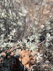 Eriogonum tripodum