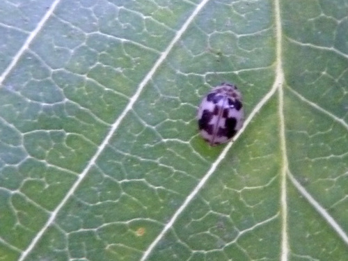 Western Fairy Lady Beetle photo 5