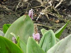 Pontederia sagittata