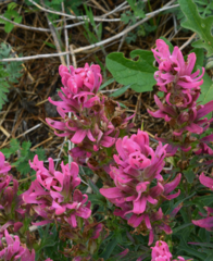 Castilleja purpurea
