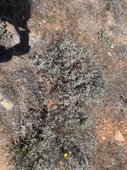 Eriogonum tripodum