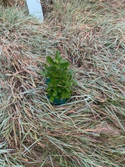 Griselinia littoralis