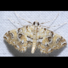 Elophila nebulosalis