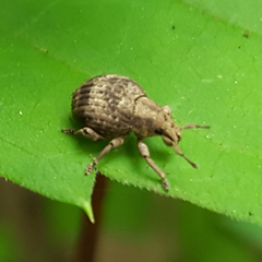 Pseudocneorhinus bifasciatus