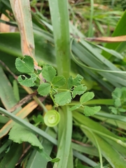 Medicago orbicularis