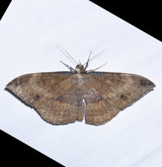 Hemeroblemma opigena